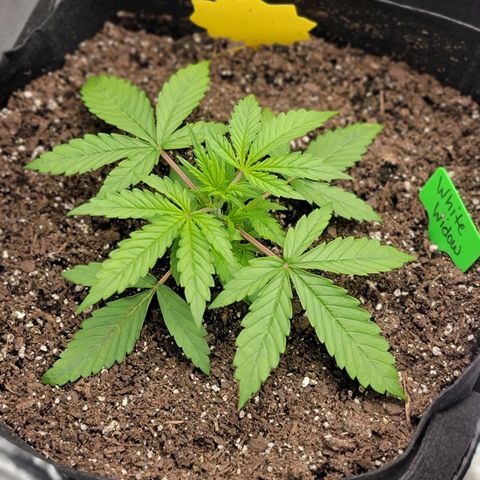 White Widow Auto growlog timeline photo