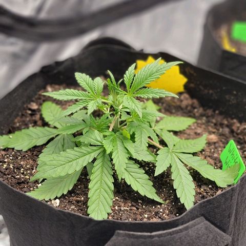 White Widow Auto growlog timeline photo