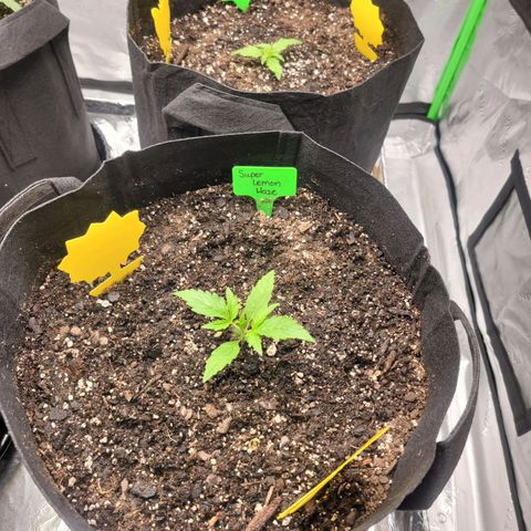 Super Lemon Haze growlog timeline photo