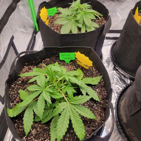 White Widow Auto growlog timeline photo