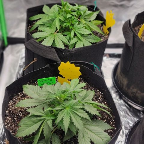 White Widow Auto growlog timeline photo