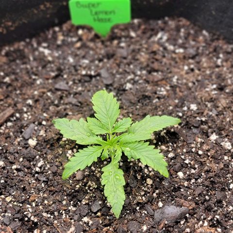Super Lemon Haze growlog timeline photo