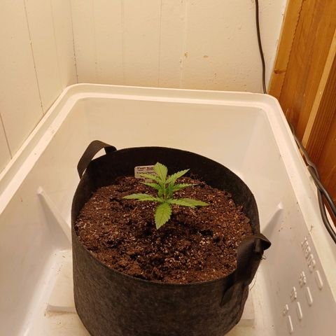 Banana Strawberry  Auto growlog timeline photo