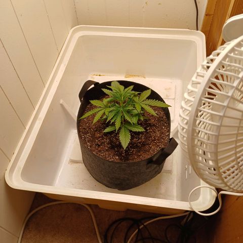 Banana Strawberry  Auto growlog timeline photo