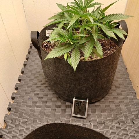 Banana Strawberry  Auto growlog timeline photo