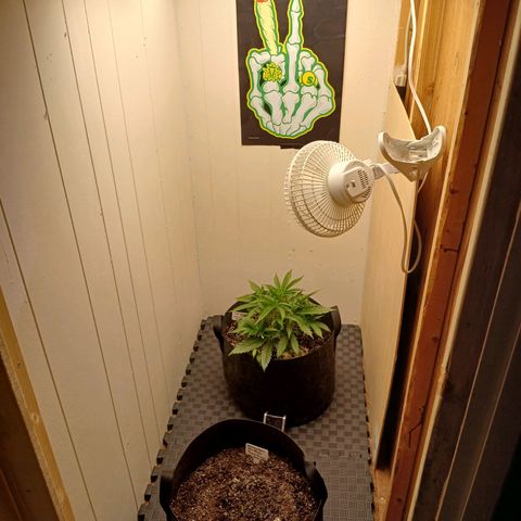 Banana Strawberry  Auto growlog timeline photo