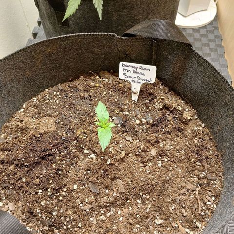 Sour Diesel  Auto growlog timeline photo