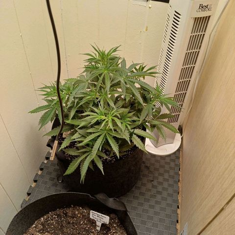 Banana Strawberry  Auto growlog timeline photo