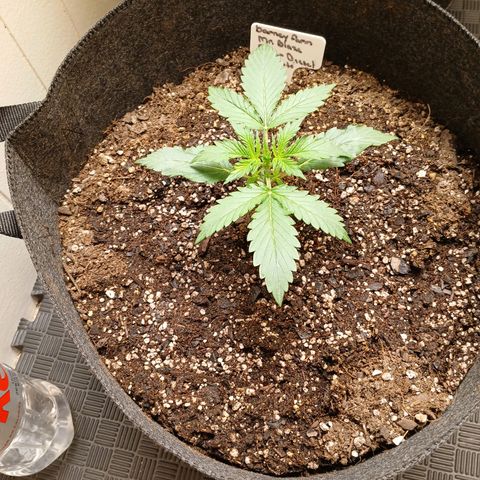 Sour Diesel  Auto growlog timeline photo