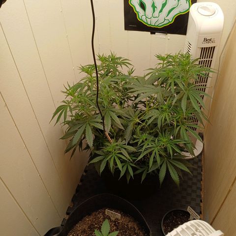 Banana Strawberry  Auto growlog timeline photo