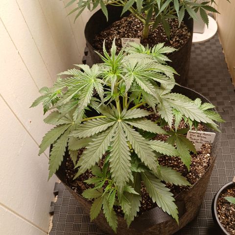 Sour Diesel  Auto growlog timeline photo