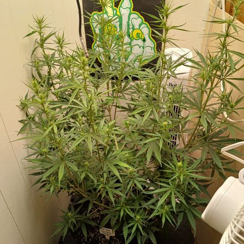 Banana Strawberry  Auto growlog timeline photo