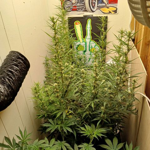Banana Strawberry  Auto growlog timeline photo