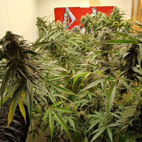 Sour Diesel  Auto growlog timeline photo