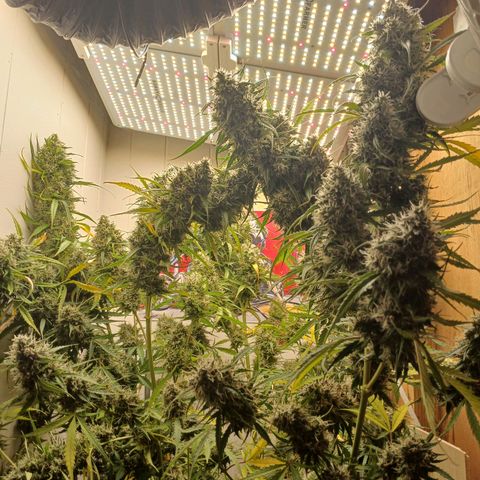 Sour Diesel  Auto growlog timeline photo
