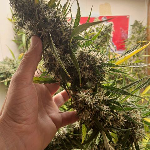 Sour Diesel  Auto growlog timeline photo