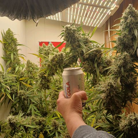 Sour Diesel  Auto growlog timeline photo
