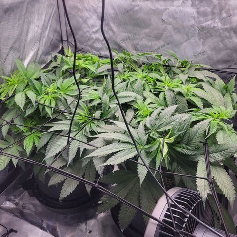 Island Delight  growlog timeline photo