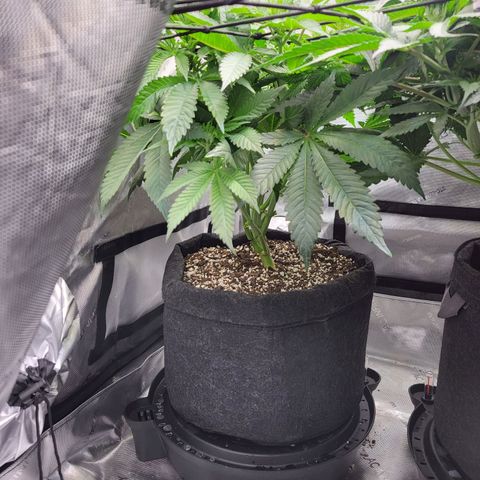 Island Delight  growlog photo: Lollipopped