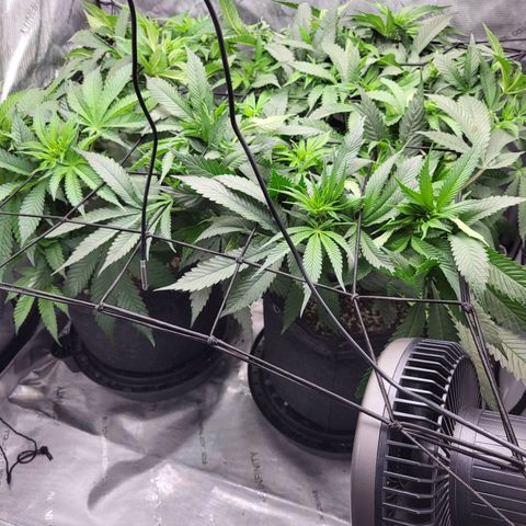 Island Delight  growlog photo: Lollipopped