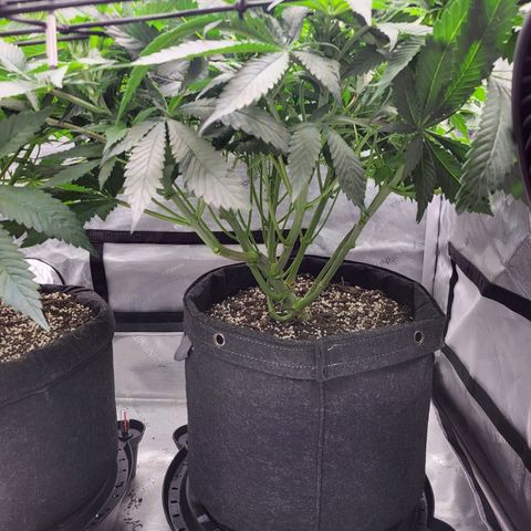 Island Delight  growlog photo: Lollipopped