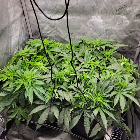 Island Delight  growlog timeline photo