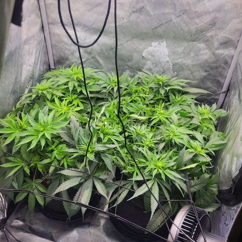 Island Delight  growlog timeline photo