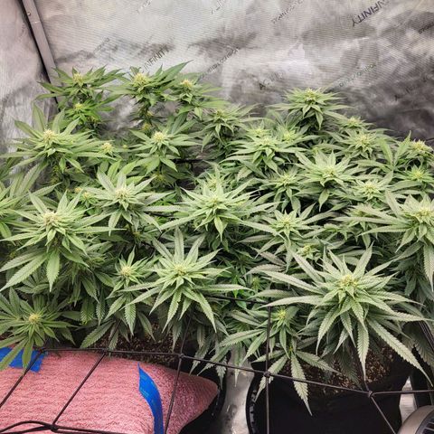 Island Delight  growlog timeline photo