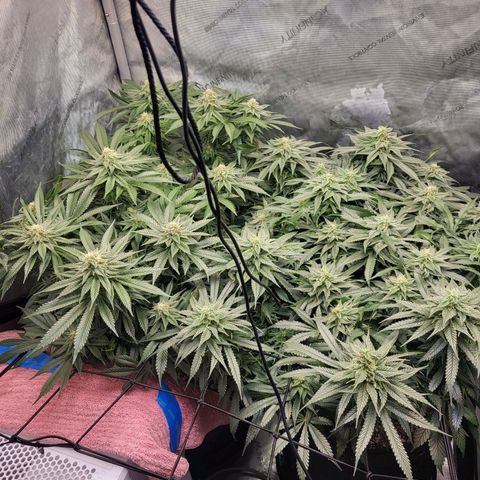 Island Delight  growlog timeline photo
