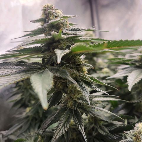 Island Delight  growlog timeline photo