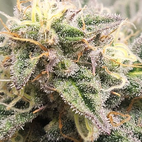 Island Delight  growlog timeline photo