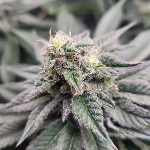 Island Delight  growlog timeline photo