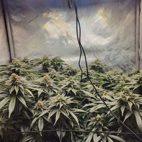Island Delight  growlog timeline photo