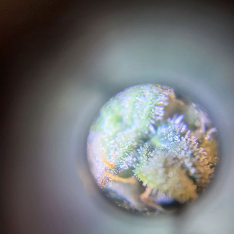 Island Delight  growlog timeline photo