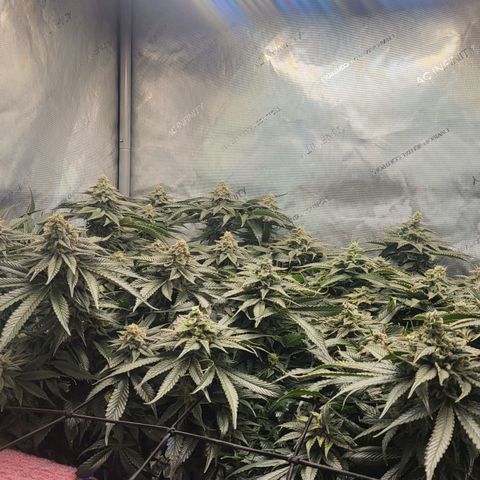 Island Delight  growlog timeline photo