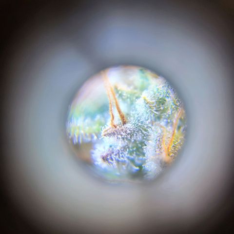 Island Delight  growlog timeline photo