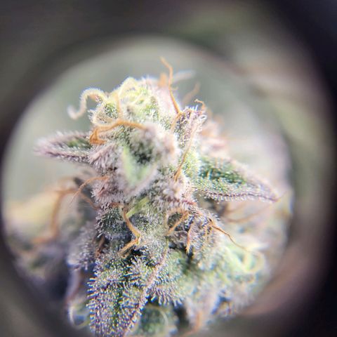 Island Delight  growlog timeline photo
