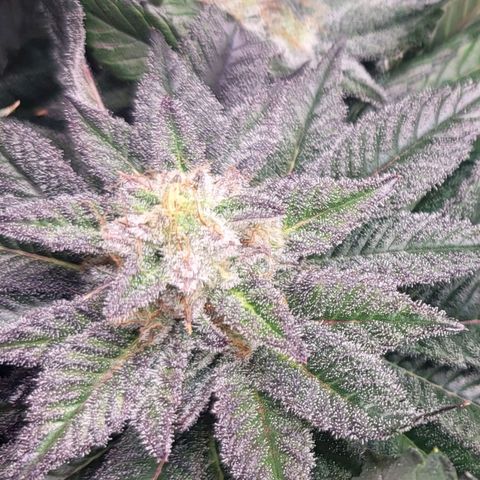 Island Delight  growlog timeline photo