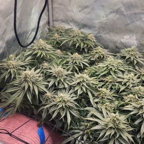 Island Delight  growlog timeline photo