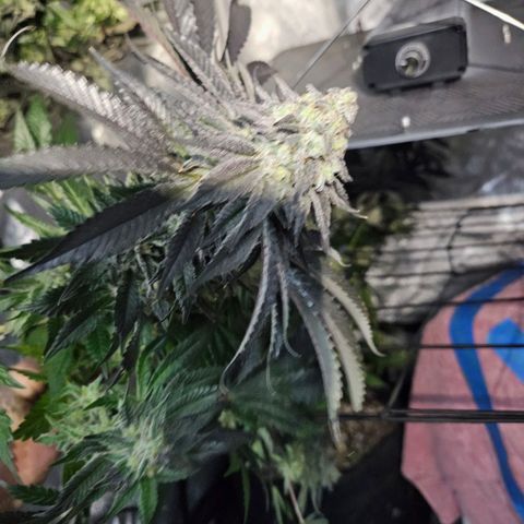 Island Delight  growlog timeline photo