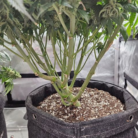Island Delight  growlog timeline photo