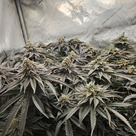 Island Delight  growlog timeline photo