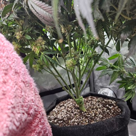 Island Delight  growlog timeline photo