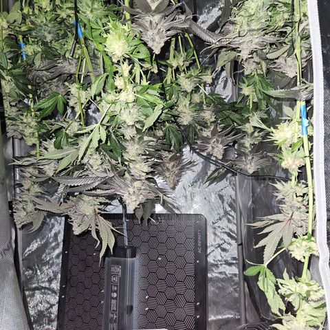 Island Delight  growlog timeline photo