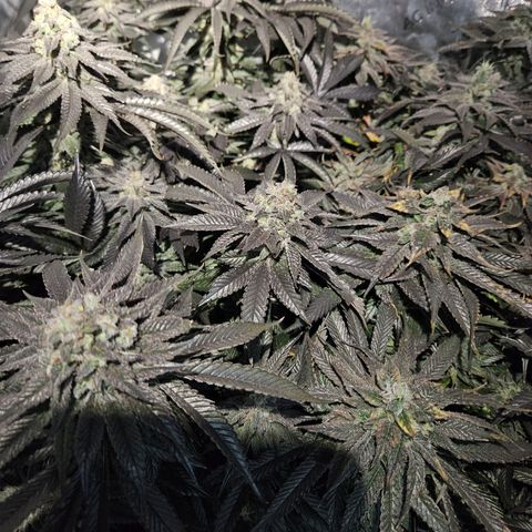Island Delight  growlog timeline photo