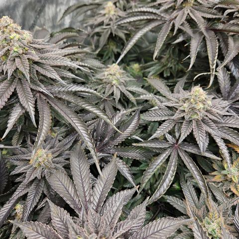 Island Delight  growlog timeline photo