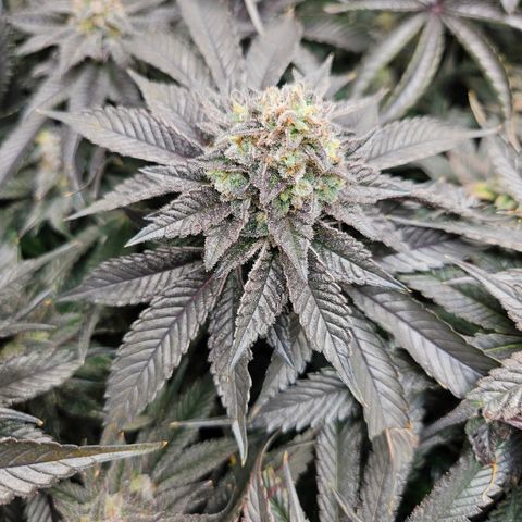 Island Delight  growlog timeline photo