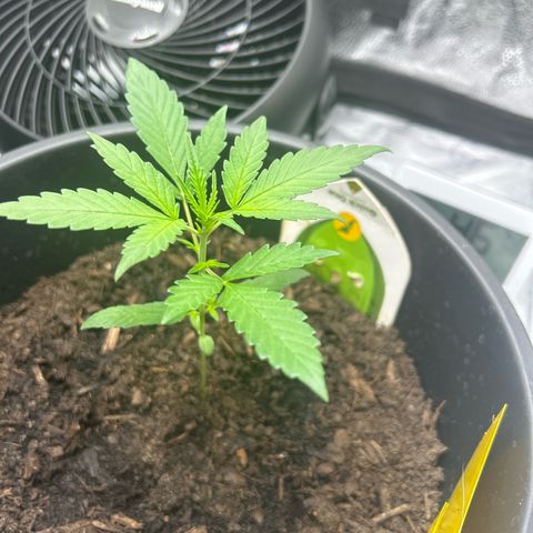 Quick One growlog timeline photo