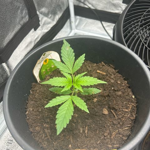 Tropicana Cookies growlog timeline photo
