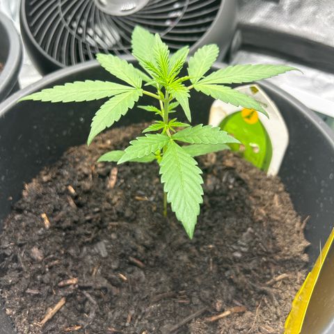 Quick One growlog timeline photo
